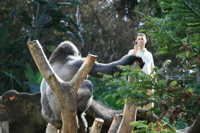 Galeria Wyspy Kanaryjskie - Loro Parque, obrazek 12