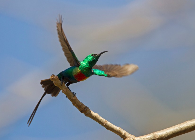 Gambia