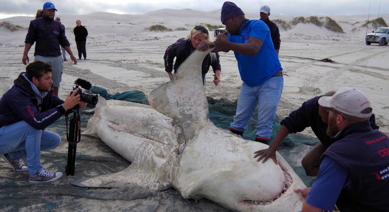 People inspect the carcass of a great white shark.