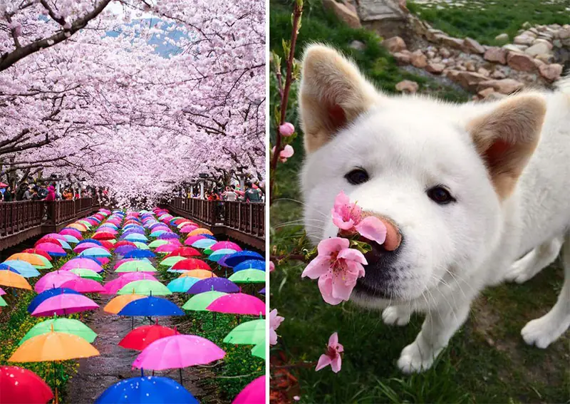 spring-japan-cherry-blossoms-national-geographics-221