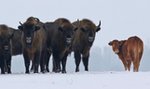 Krowa na gigancie zagraża żubrom!