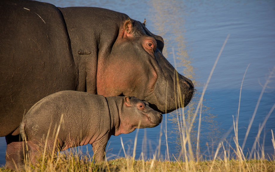 W Kolumbii hipopotamy rozpoczynają rozmnażanie się w młodszym wieku niż w rodzimej Afryce