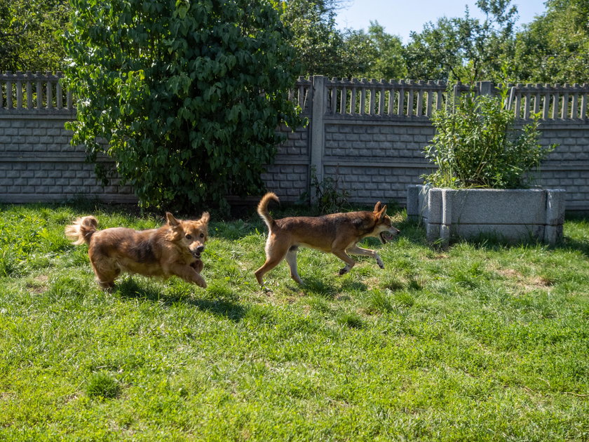 Siatkarki promują adopcje psiaków w schronisku