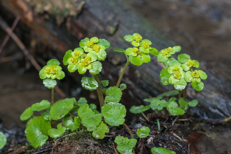 Śledziennica skrętolistna (Chrysosplenium alternifolium L.)