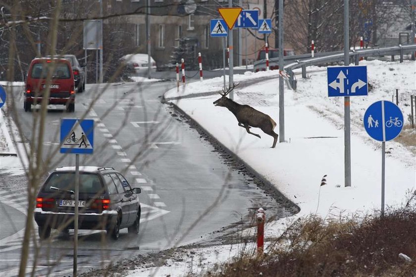 Policja? Jakiś jeleń demoluje auto!