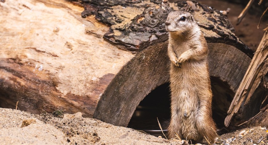 Nowi mieszkańcy Afrykarium! Warto ich odwiedzić