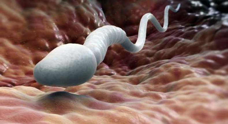 Male Infertility:5 ways to make your sperm stronger, faster and more fertile