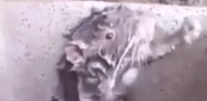 Niesamowite wideo! Szczur kąpie się jak człowiek
