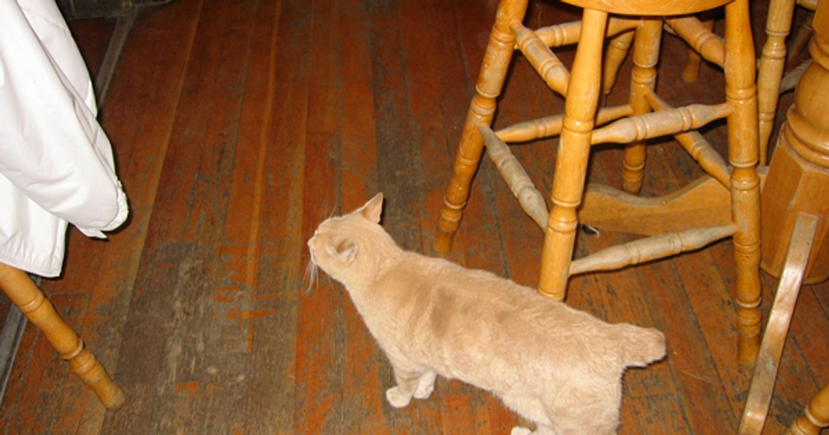 Alaska kot Stubbs burmistrzem miasta Talkeetna Podróże