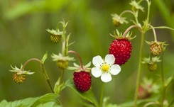 Skarbnica nienasyconych kwasów tłuszczowych: POZIOMKI