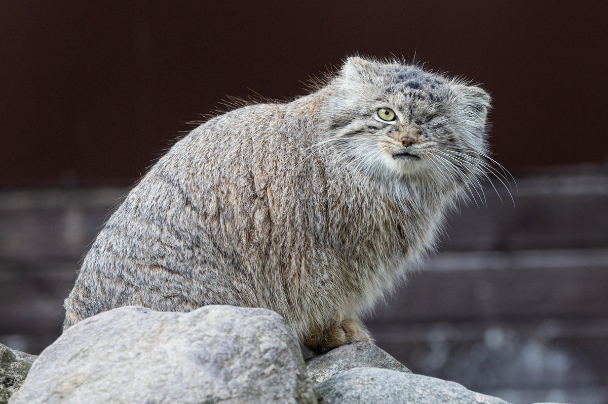 manul