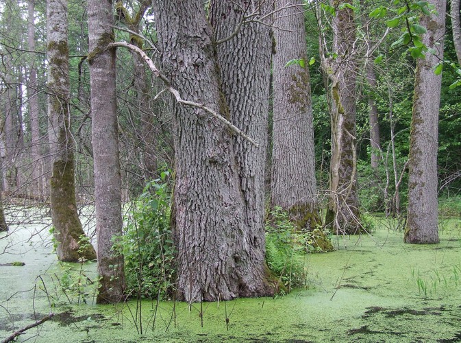 Uroki Puszczy Białowieskiej © www.tydecydujesz.org Fot. Jacek Winiarski