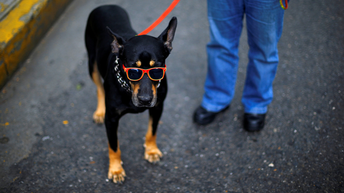 A dog is seen wearing sunglasses on a street in Caracas