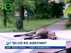 Śledczy zbadają, dlaczego zastrzelono łosia