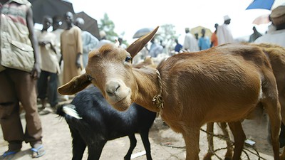 Humans can contract anthrax from domestic animals such as goats, pigs and cattle.