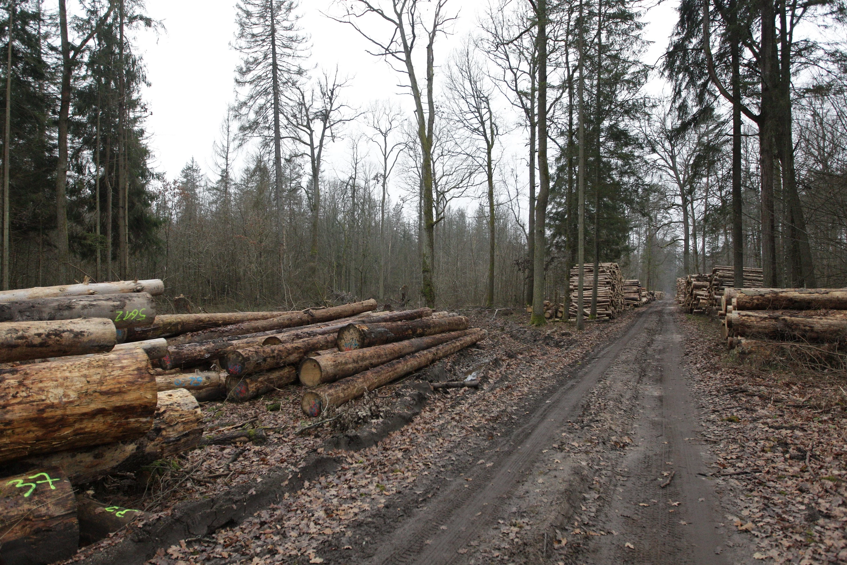 Sadzenie drzew z całą pewnością nie kompensuje wycinek prowadzonych w lasach naturalnych, na przykład w Puszczy Białowieskiej. Fot. M. Żmihorski.