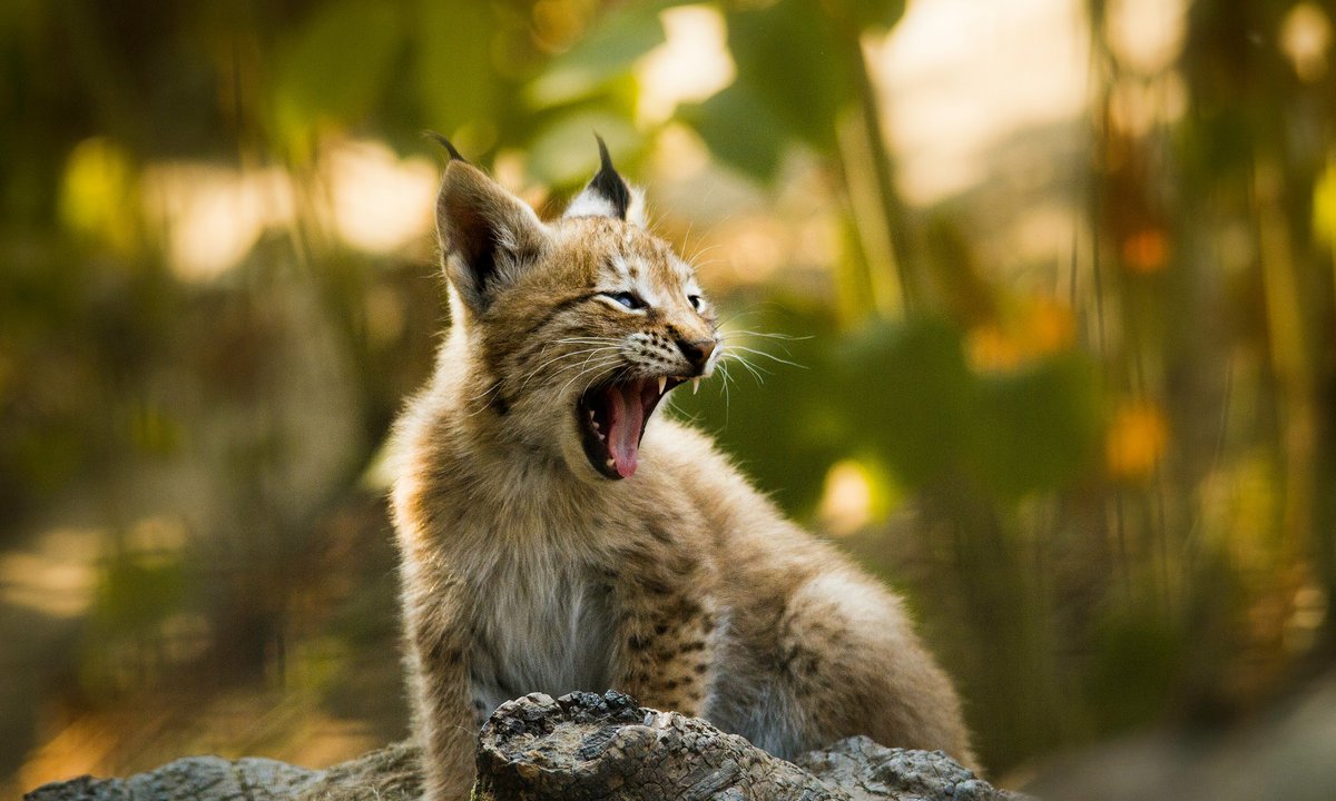 Duńskie zoo w ogniu krytyki. Apeluje o oddawanie zwierząt na pokarm dla drapieżników