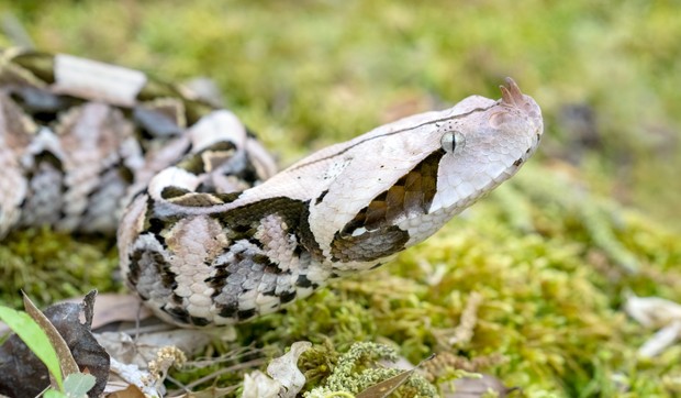 Ženka poskoka