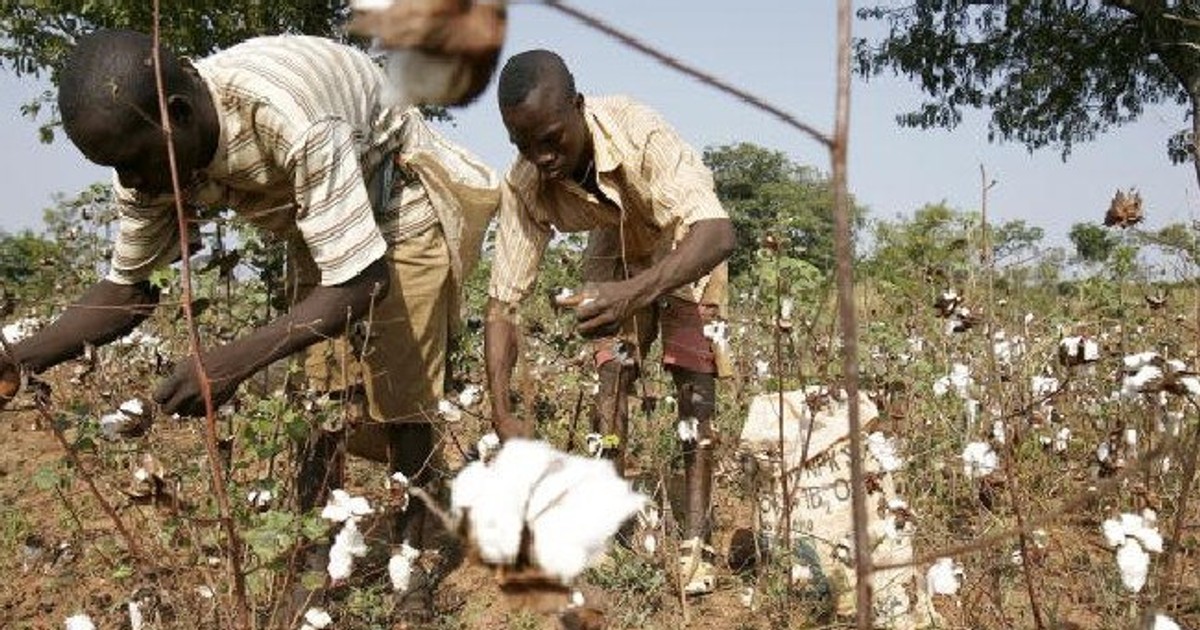 Ghana’s government fixes cotton prices for the crop season Pulse Ghana