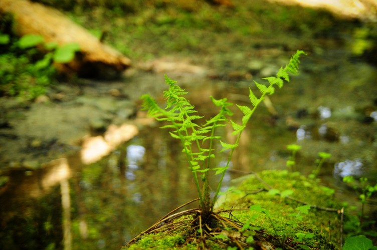 Atutem projektowanego TPN jest występowanie ciepłolubnych zbiorowisk z klasy Festuco – Brometea, które są rzadkie na terenie kraju. Pod względem bogactwa gatunków rzadkich i chronionych, wskaźnikowych dla lasów puszczańskich, projektowany park wyróżnia się wśród wszystkich istniejących w Polsce parków narodowych. Najnowsze badania wykazują obecność na tym terenie m.in. 18 gatunków grzybów nowych dla Polski, 2 gatunki owadów nowe dla Polski oraz 8 gatunków owadów mających 2-3 stanowiska w Polsce, ponad 6 tys. stanowisk chronionych oraz wskaźnikowych dla lasów pierwotnych, gatunków mchów, wątrobowców i porostów.
<br><br>
fot. Maciek Suchorabski