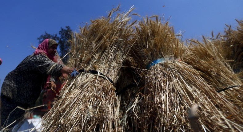 Sayeda Hassan, 30, carries freshly harvested wheat in a field in Qaha, El-Kalubia governorate, northeast of Cairo, May 5, 2015. REUTERS/Amr Abdallah Dalsh