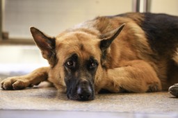 Za pogryzienie psa należy się odszkodowanie