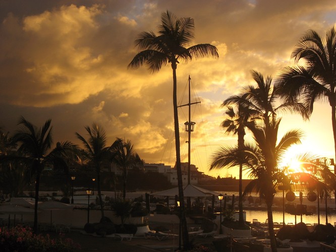 K jak kora, smoczego drzewa