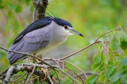 Radosny jak skowronek quiz z polskich ptaków. 20/20 tylko dla orłów