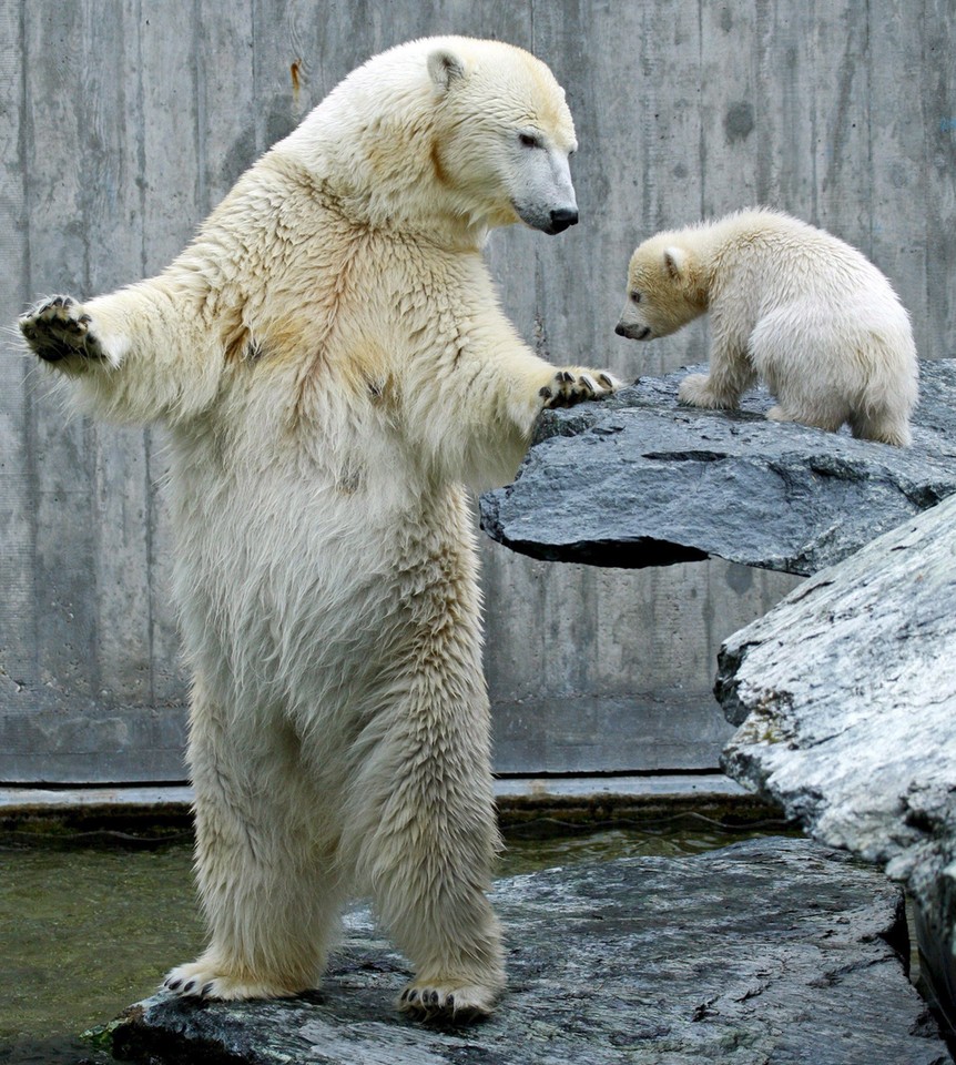 NIEMCY ZOO NIEDŹWIADEK POLARNY