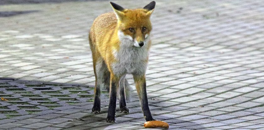 Lis stołuje się w biurowcu w Łodzi. Grzecznie czeka na posiłek, ale jest wybredny. Nie da się oszukać kanapką wege...