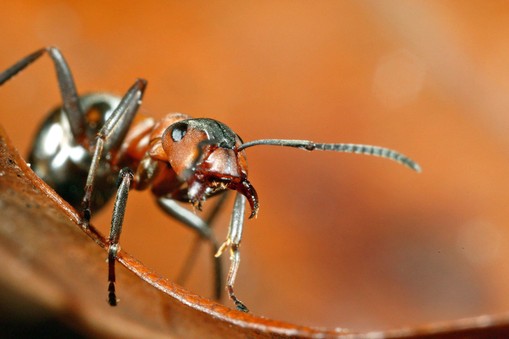 Mrowka cmawa (Formica polyctena)- makrofotografia