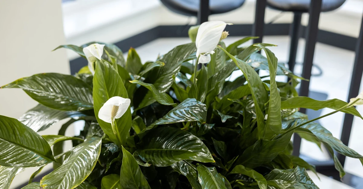 Jak podlewać skrzydłokwiat, aby ładnie kwitł? Czy skrzydłokwiat podlewać od góry czy od dołu? Czego nie lubi skrzydłokwiat?