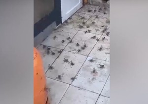 Najezda zrikavaca u Dalmaciji