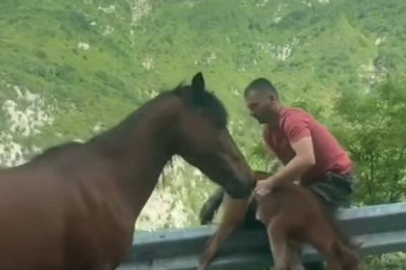 (VIDEO) Uznemireno krdo konja, maleno ždrebe u velikoj nevolji i slučajni prolaznik koji postaje HEROJ: Snimak koji je raznežio na hiljade ljudi