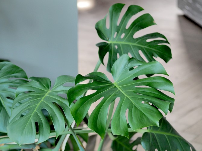 Kako se neguje filadendron preko zime: Svetlost, temperatura i zalivanje