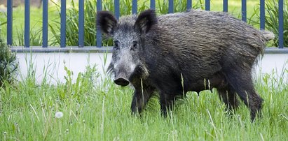 Dzik chciał zaatakować pana Krystiana. Uratował go wierny pies