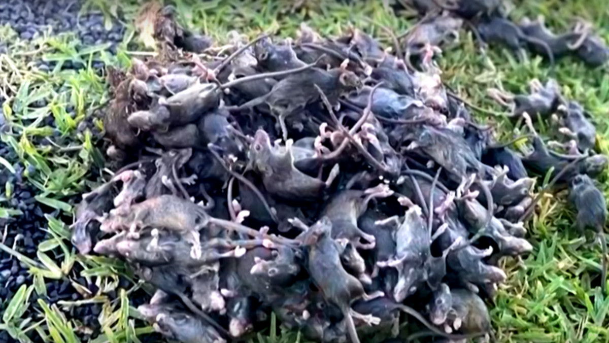 Plaga myszy w Australii. Są zbierane łopatami