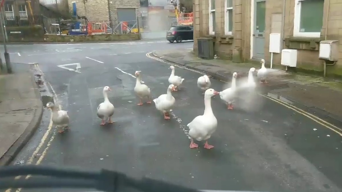 Sowerby Bridge w Anglii to spokojna mieścina. W uporządkowane życie mieszkańców tej miejscowości wdarła się jednak banda dzikich gęsi, które postanowiły wprowadzić nieco zamiesznia. Pierzasty gang chciał - jak pisze autor nagrania - "sprawić nieco kłopotów".