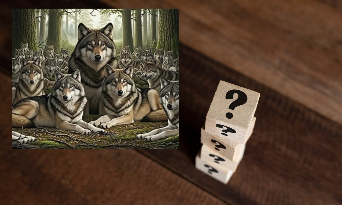 Znajdź pająka pośród wilków. Najlepszym wystarczy pięć sekund