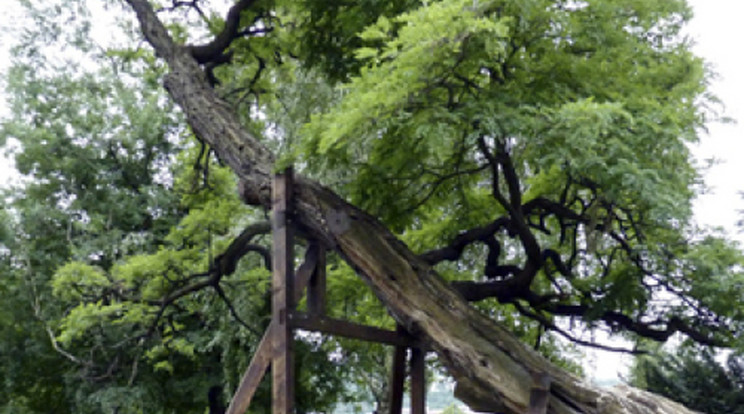 220 éves ősfa a város közepén