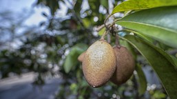 owoc o smaku toffi? reguluje poziom cukru we krwi. kup zamiast słodycz