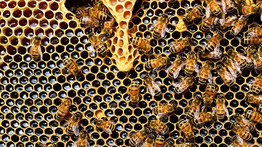 Elképesztő dologra jöttek rá a kutatók: ebben is segítségünkre lehetnek a méhek