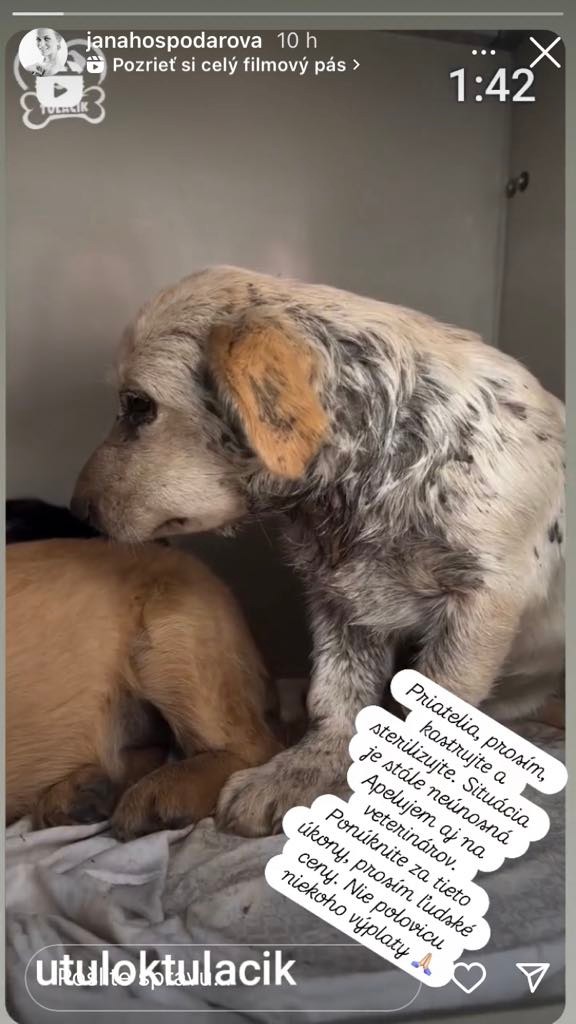 Hospodárová prosí ľudí, aby kastrovali a sterilizovali spoločenské zvieratá.