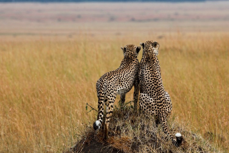 Kenia - dzika afrykańska przyroda