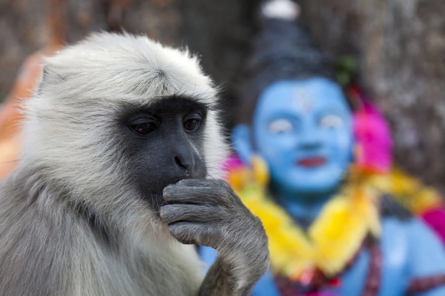 Zabawne małpki na indyjskich ulicach przechodzą własne dramaty