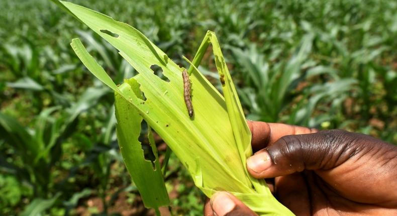 The fall armyworm, an invasive species from the Americas, has now spread across almost all of Africa, according to UN food experts