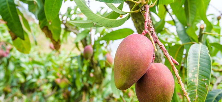 Kradzież z własnego drzewa? Sensacyjna sprawa 84-letniego złodzieja mango