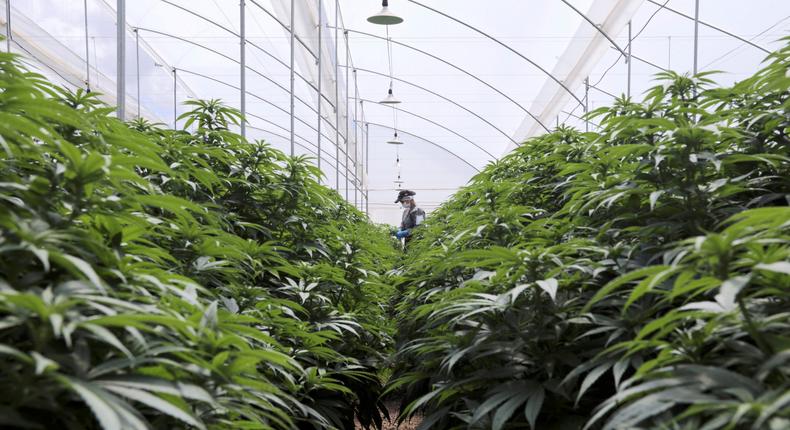 FILE PHOTO: An employee of Clever Leaves company works inside a cannabis plantation, at a greenhouse in Pesca, Colombia, Colombia October 2, 2019. REUTERS/Luisa Gonzalez