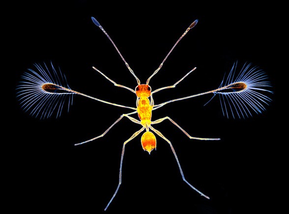 Maleńka osa - 1. miejsce w konkursie