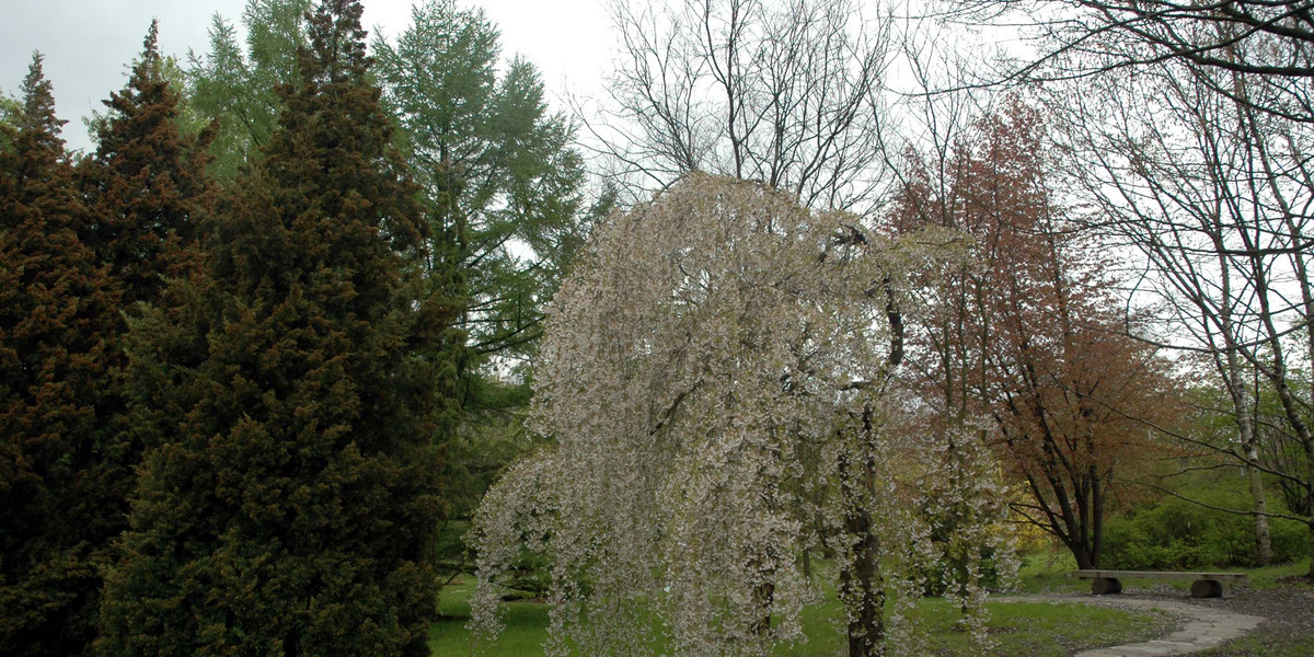 ogród botaniczny